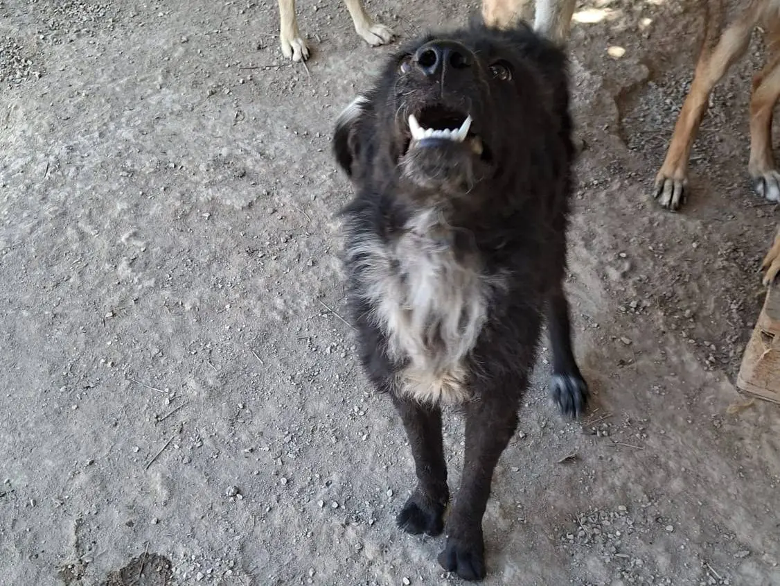 Adotta un cane, taglia media, femmina, Lodi