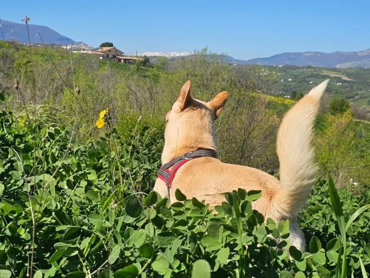 Adotta un cane, taglia grande, maschio, Pescara