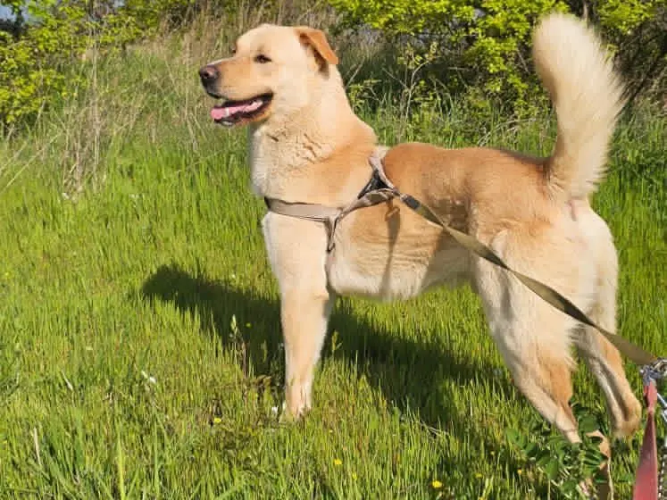 Adozione cane, maschio, Razza sconosciuta Razza sconosciuta, 3 anni e 9 mesi, taglia grande, Pescara