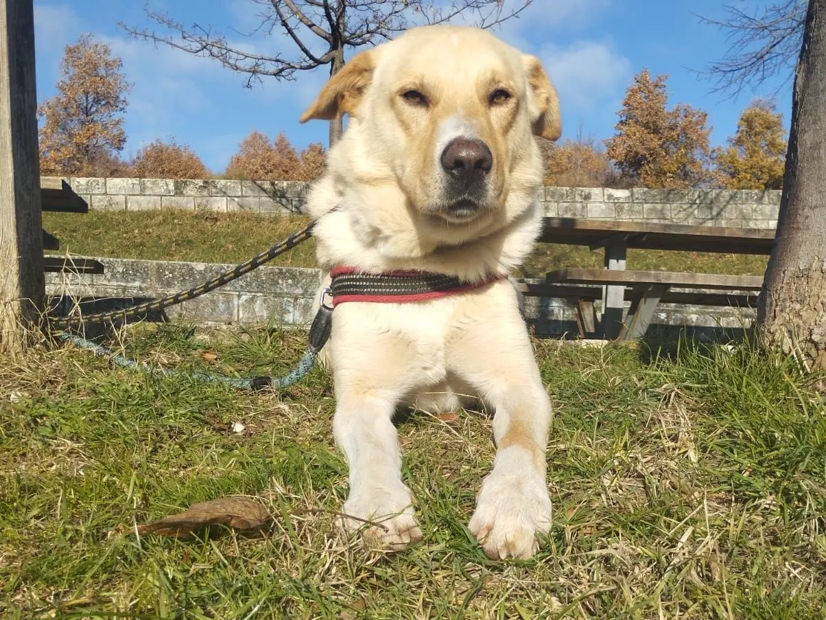 Adotta un cane, maschio, 3 anni e 9 mesi, Pescara