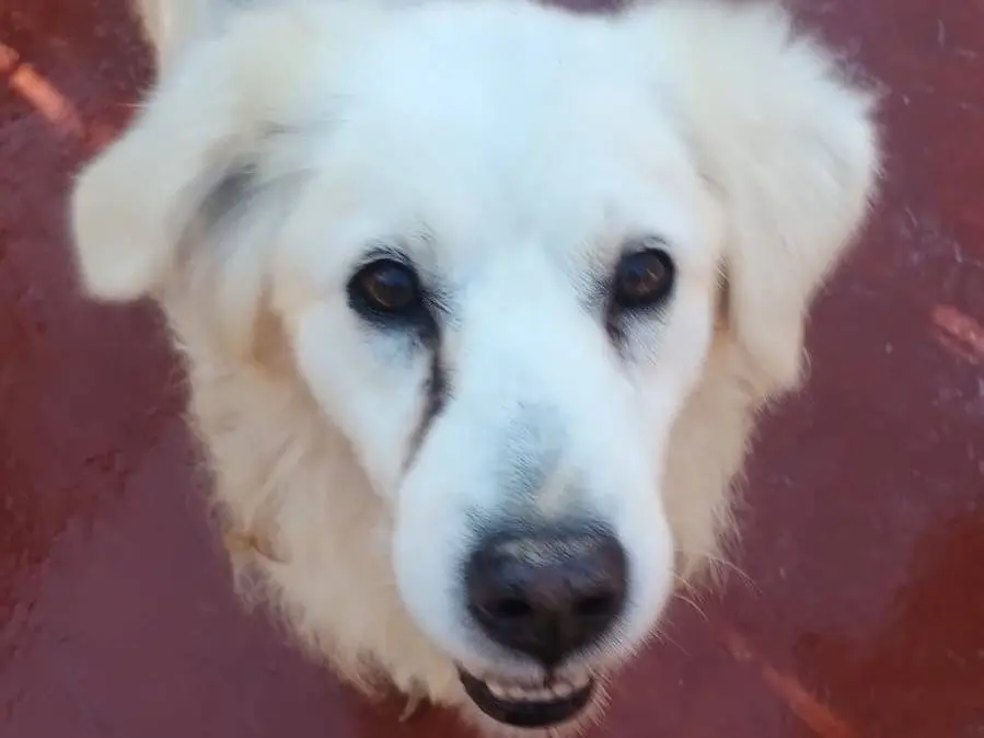 Adotta il cane Balto a Viterbo