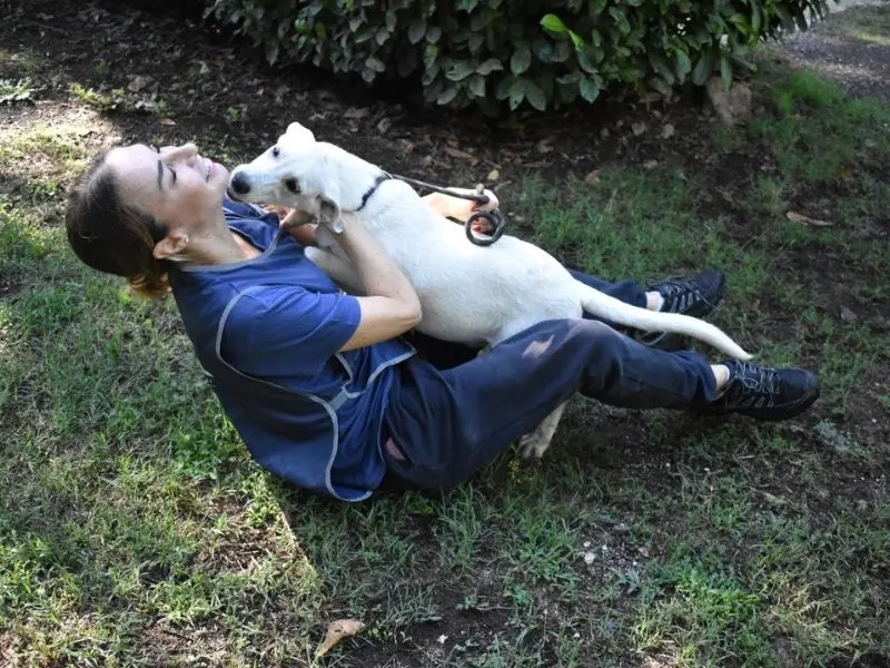 Adotta un cane, maschio, 2 anni e 5 mesi, Roma