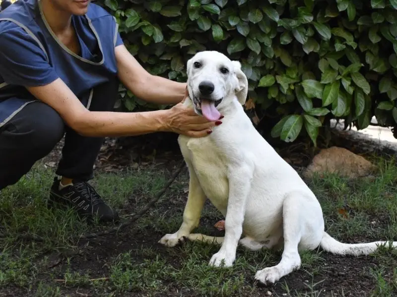 Adozione cane, maschio, Razza sconosciuta Razza sconosciuta, 2 anni e 5 mesi, taglia media, Roma