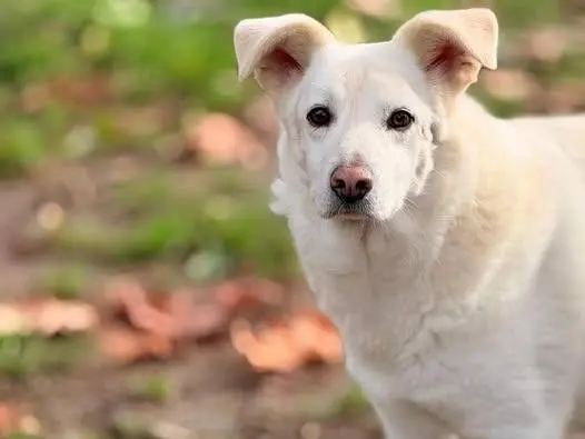 Adozione cane, maschio, Razza sconosciuta Razza sconosciuta, 6 anni e 10 mesi, taglia media contenuta, Bergamo