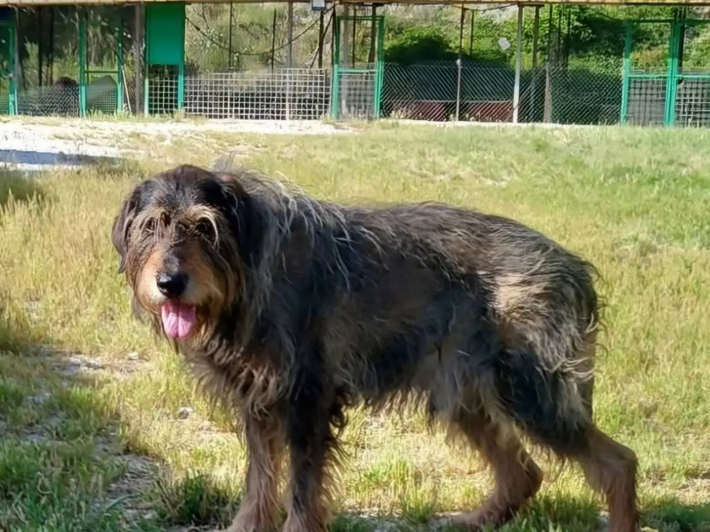 Adozione cane, maschio, Spinone Razza sconosciuta, 13 anni e 8 mesi, taglia media, Terni