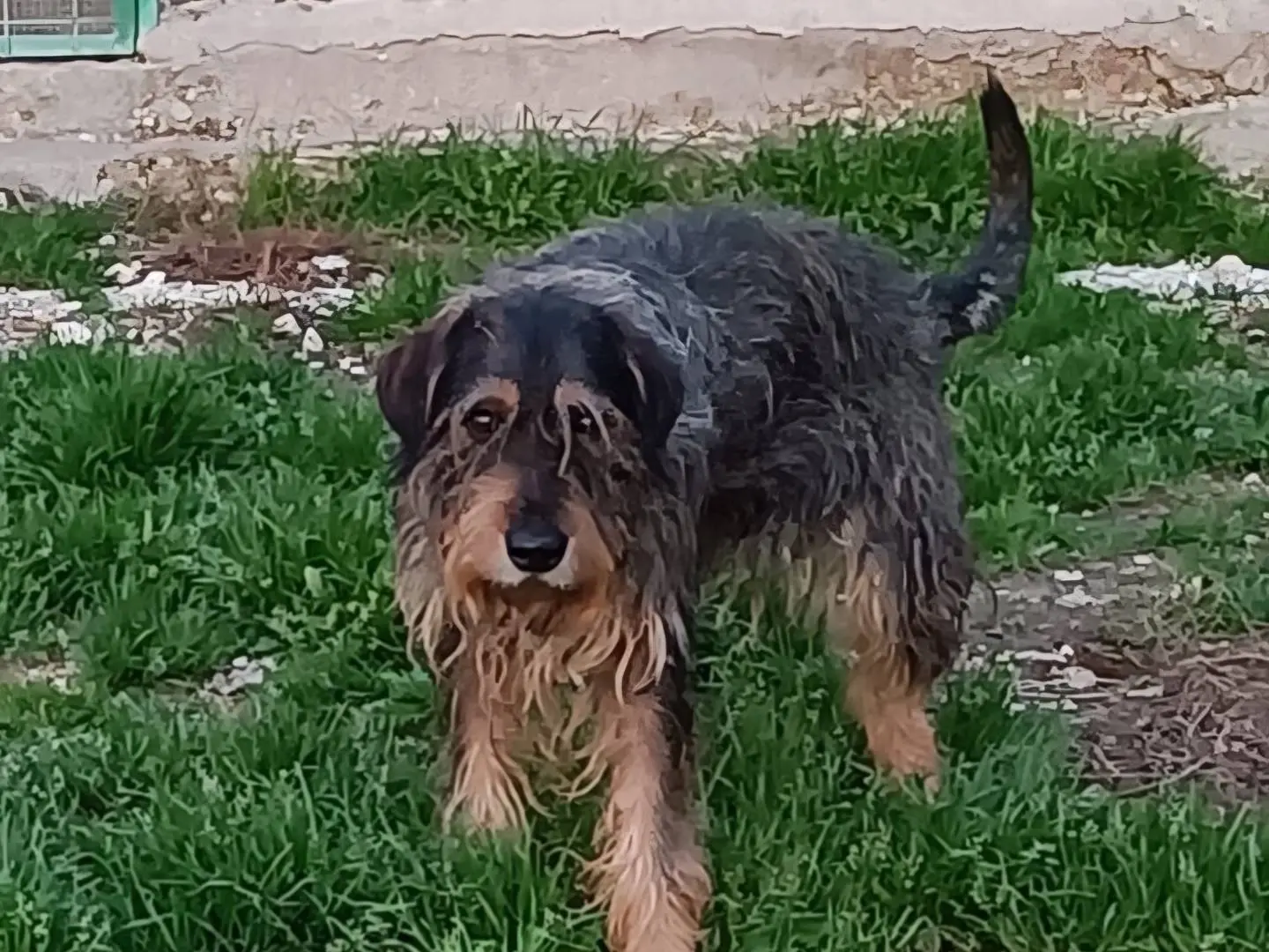 Adotta un cane, maschio, 13 anni e 8 mesi, Terni