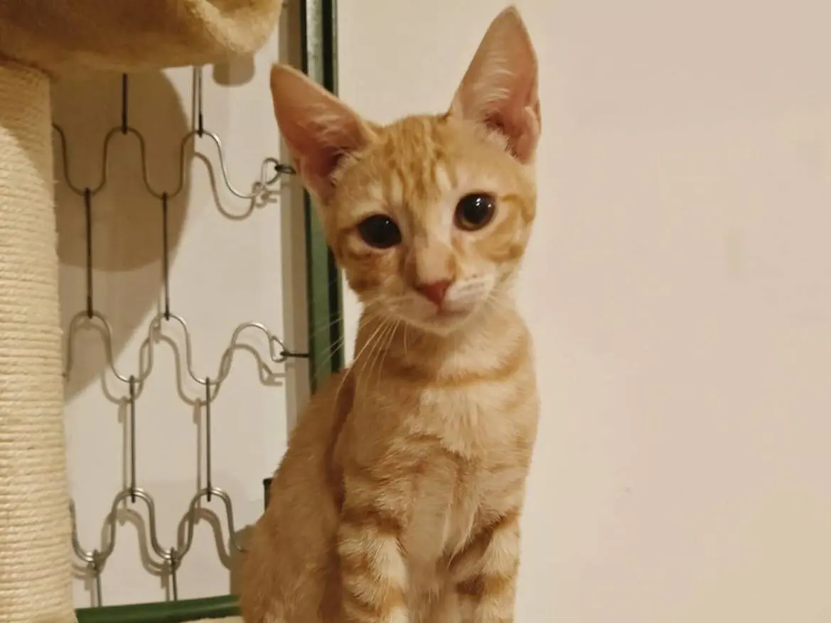 Adozione gatto, femmina, Razza sconosciuta Razza sconosciuta, 5 mesi, taglia non valida, Napoli