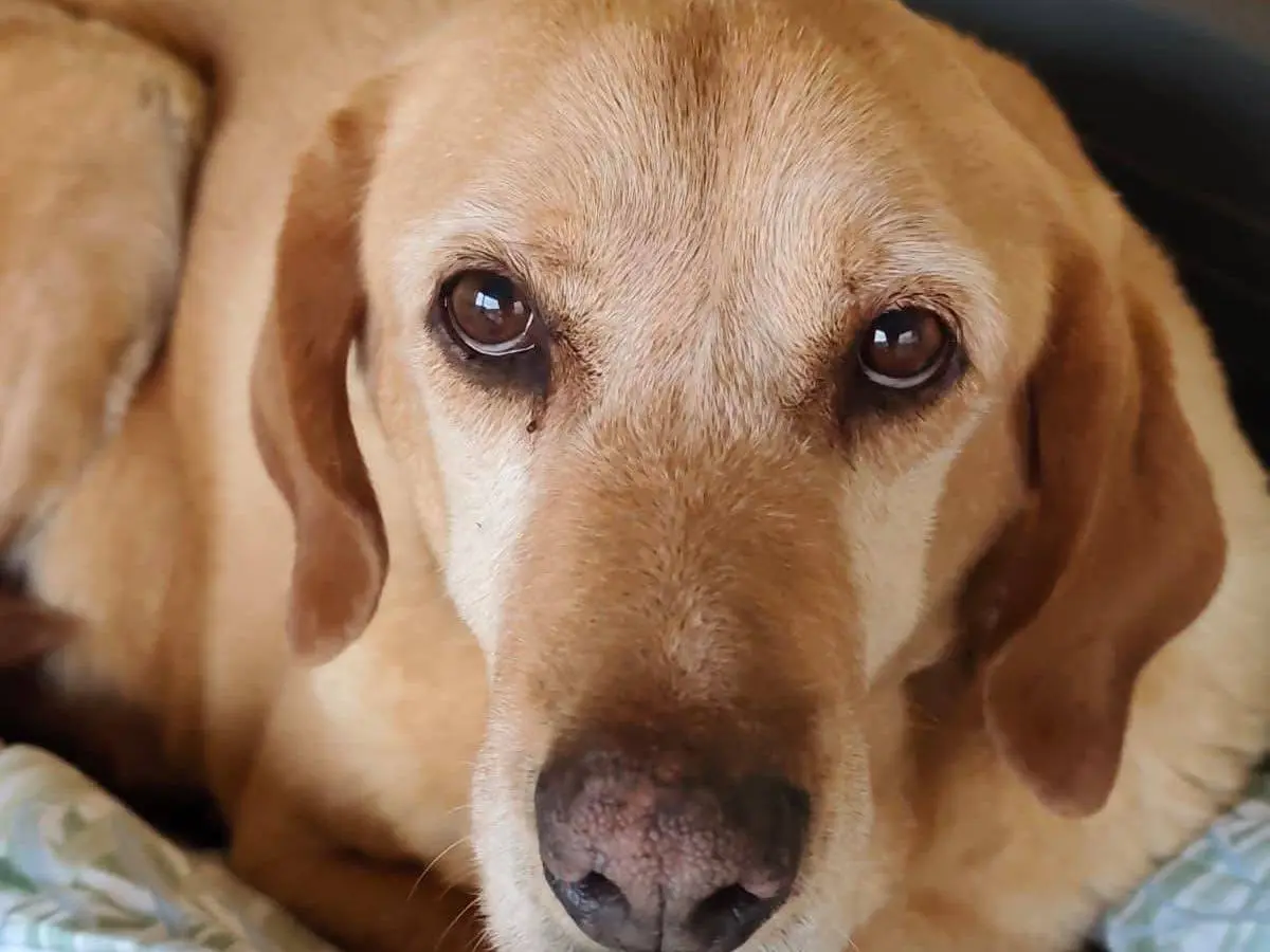 Adotta un cane, femmina, 6 anni e 9 mesi, Reggio