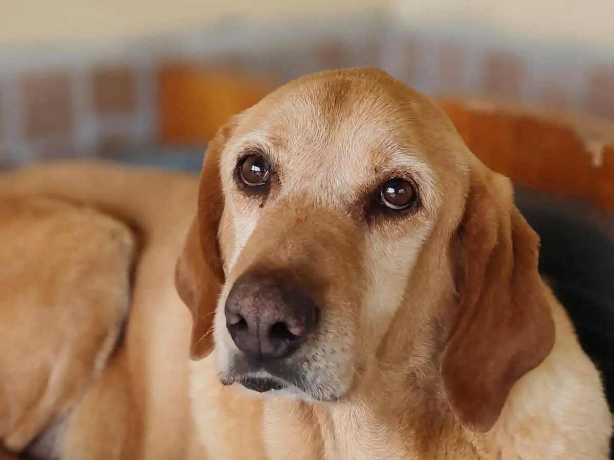 Adozione cane, femmina, Razza sconosciuta Labrador Retriever, 6 anni e 9 mesi, taglia grande, Reggio