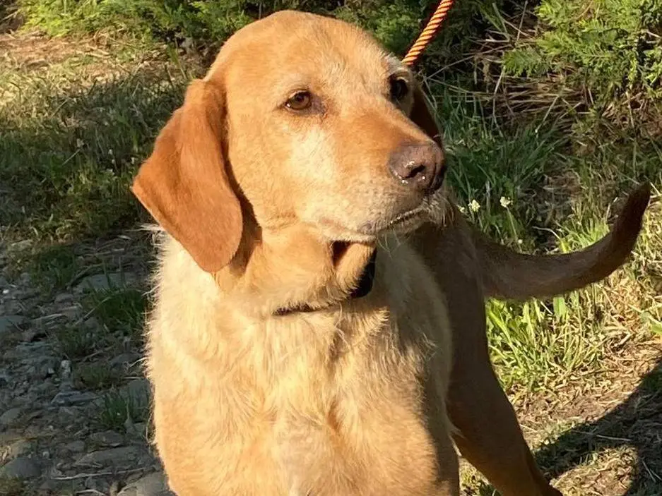 Adotta un cane, taglia grande, femmina, Reggio