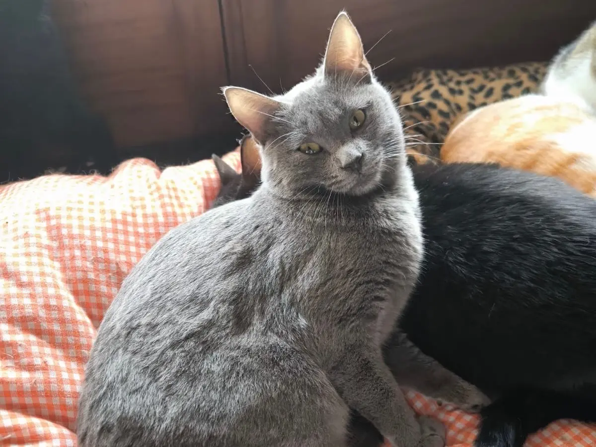 Adozione gatto, femmina, Razza sconosciuta Razza sconosciuta, 1 anno e 3 mesi, taglia non valida, Bari
