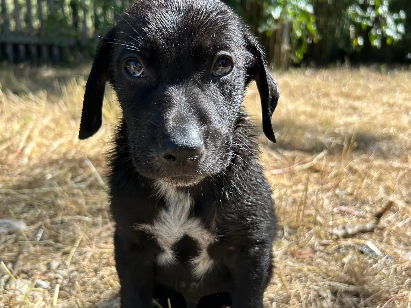 Adotta il cane Negrito a Laquila