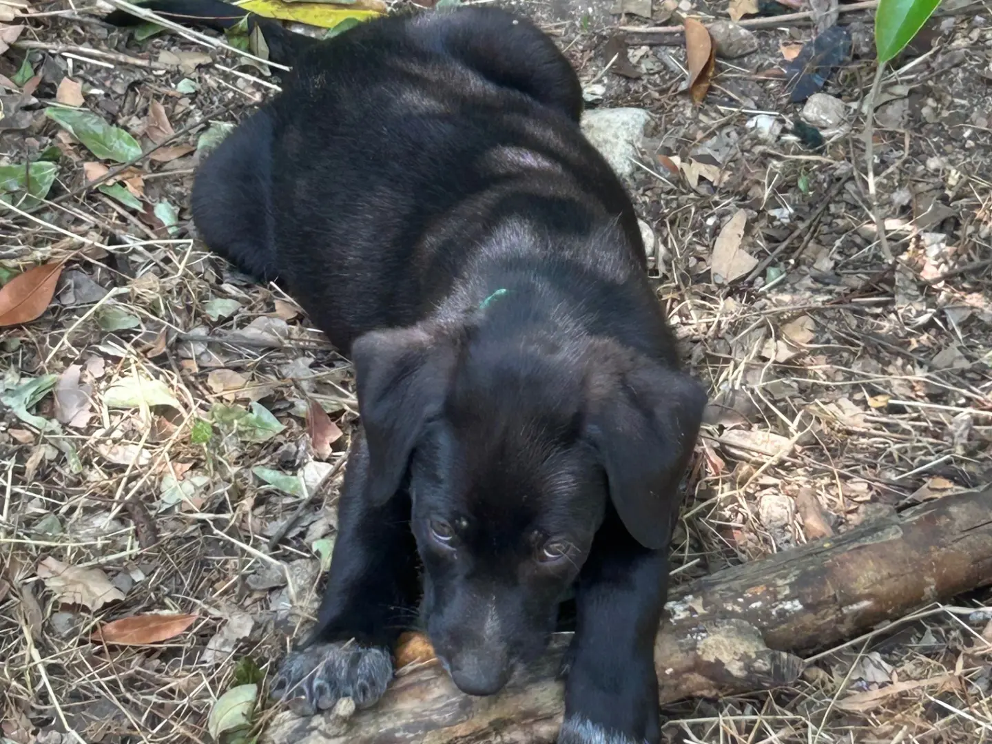 Vuoi adottare un cane a Laquila?
