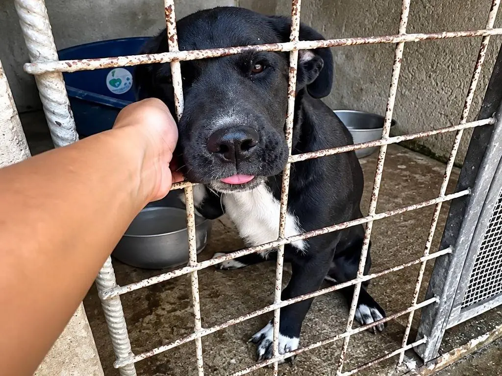 Adotta un cane, taglia media contenuta, femmina, Avellino