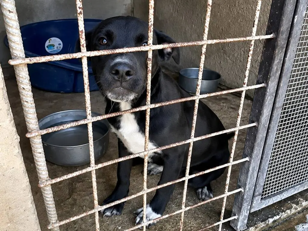 Vuoi adottare un cane a Avellino?