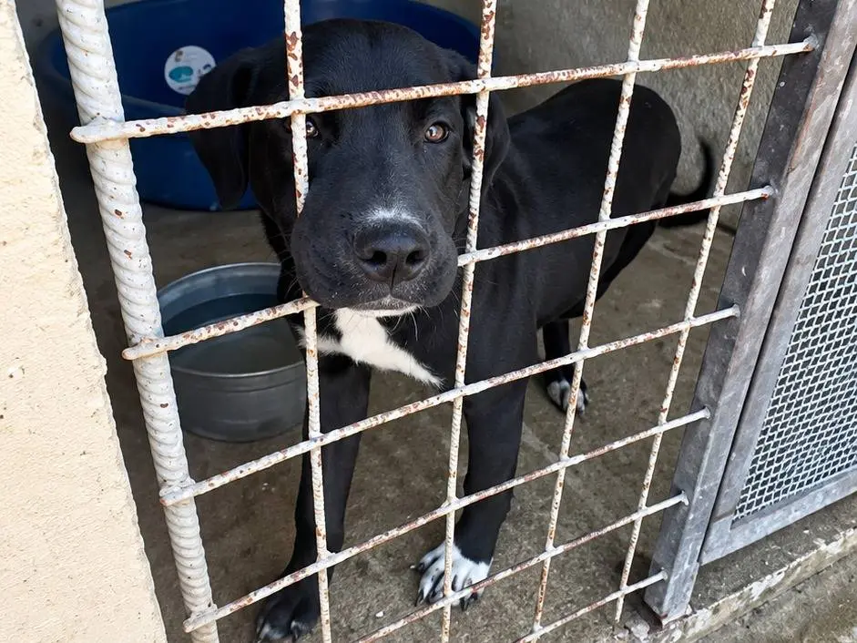 Adozione cane, femmina, Razza sconosciuta Razza sconosciuta, 3 mesi, taglia media contenuta, Avellino