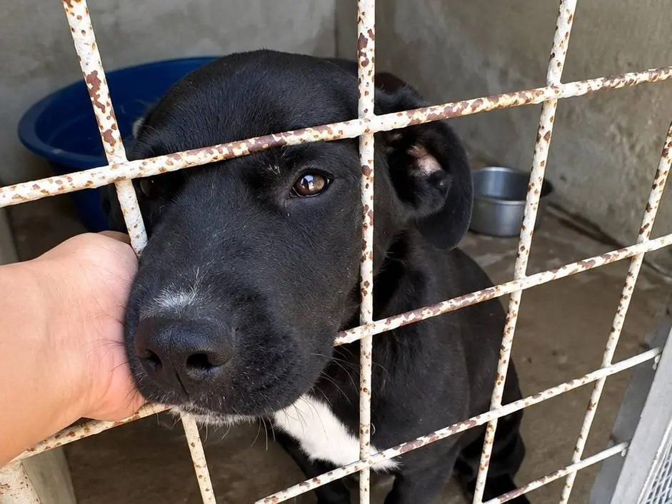 Adotta un cane, femmina, 3 mesi, Avellino