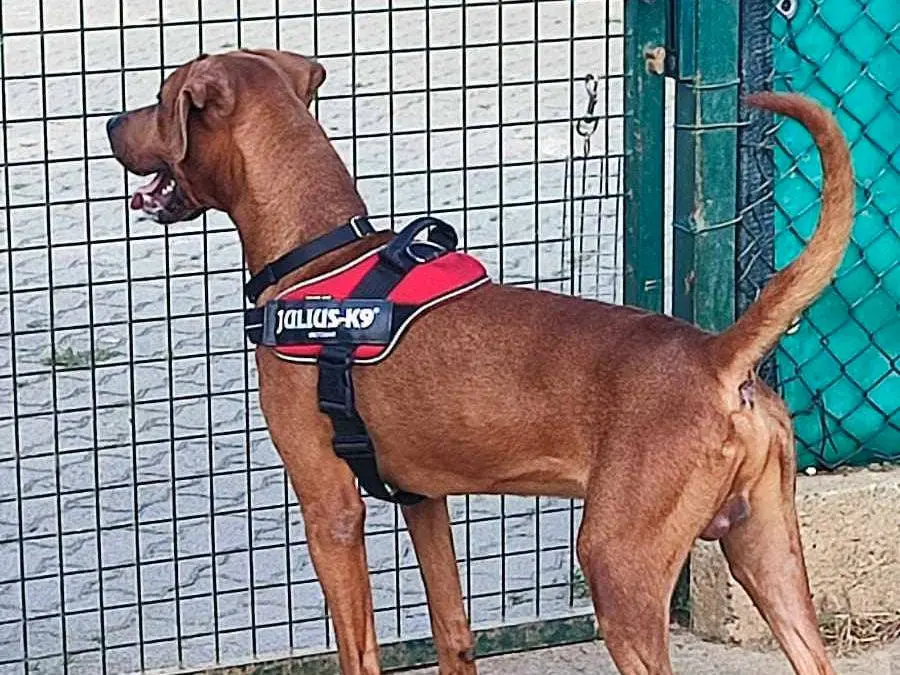Adotta un cane, taglia grande, maschio, Genova
