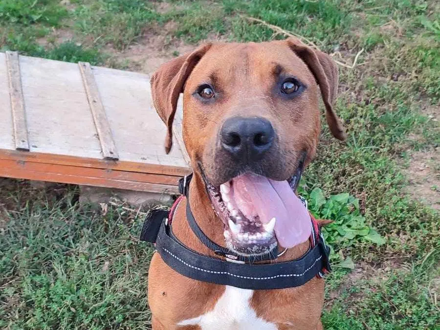 Adotta un cane, maschio, 4 anni e 9 mesi, Genova