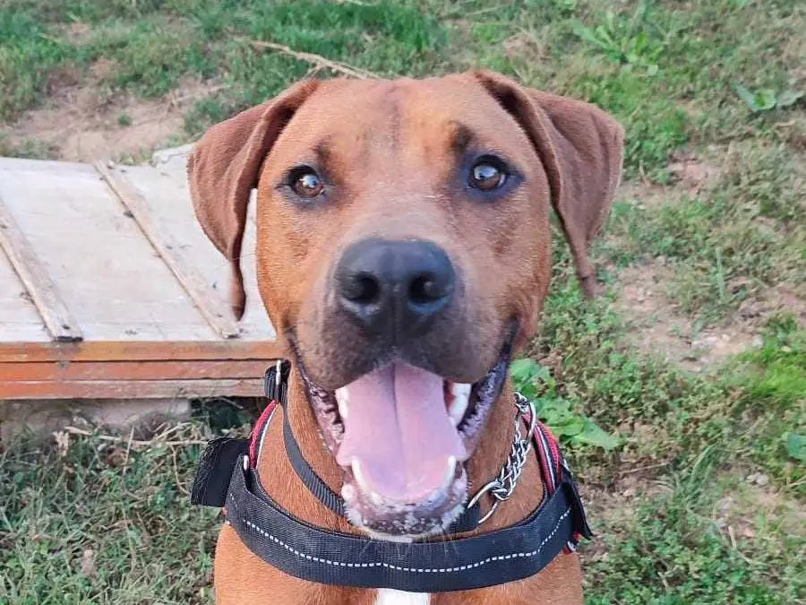 Adozione cane, maschio, meticcio, 4 anni e 9 mesi, taglia grande, Genova