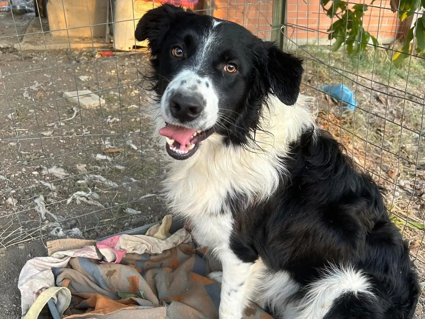 Adozione cane, maschio, Razza sconosciuta Razza sconosciuta, 3 anni e 6 mesi, taglia gigante, Matera