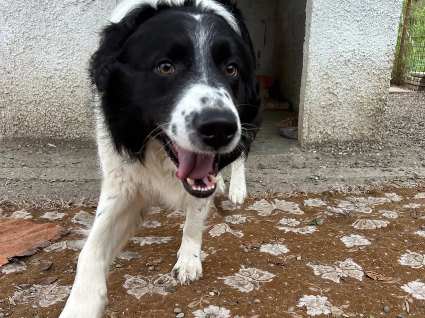 Adotta un cane, taglia gigante, maschio, Matera
