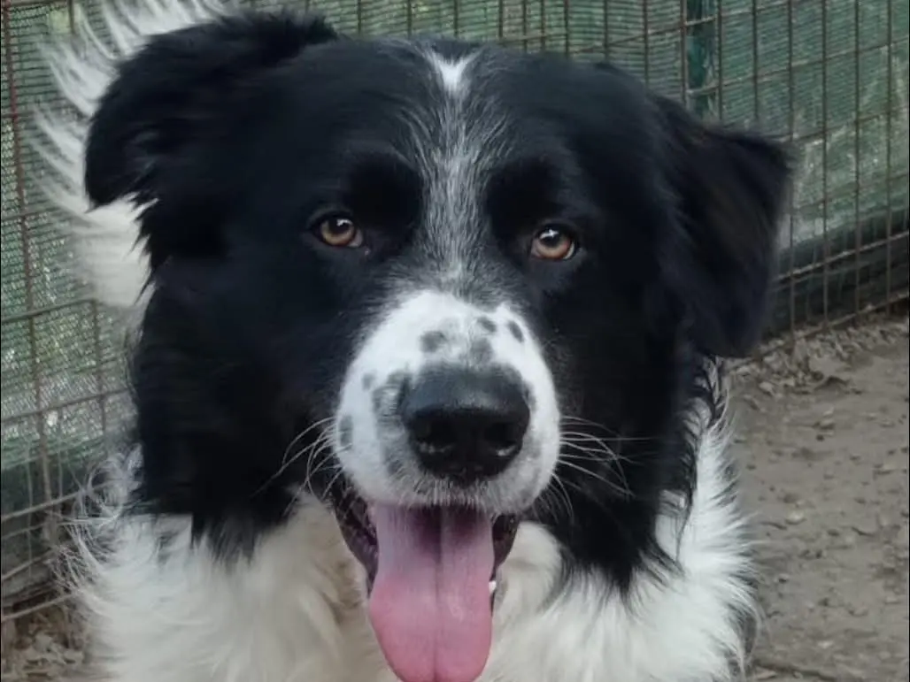 Adotta un cane, maschio, 3 anni e 6 mesi, Matera
