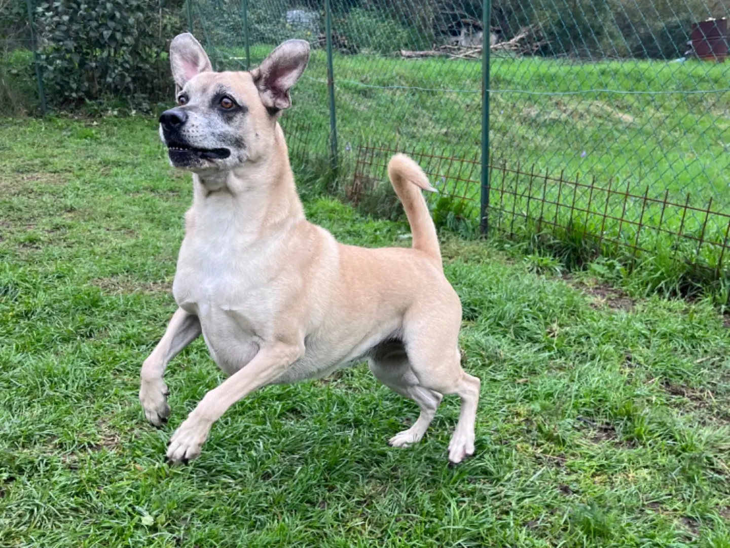 Adotta un cane, femmina, 11 anni e 9 mesi, Savona