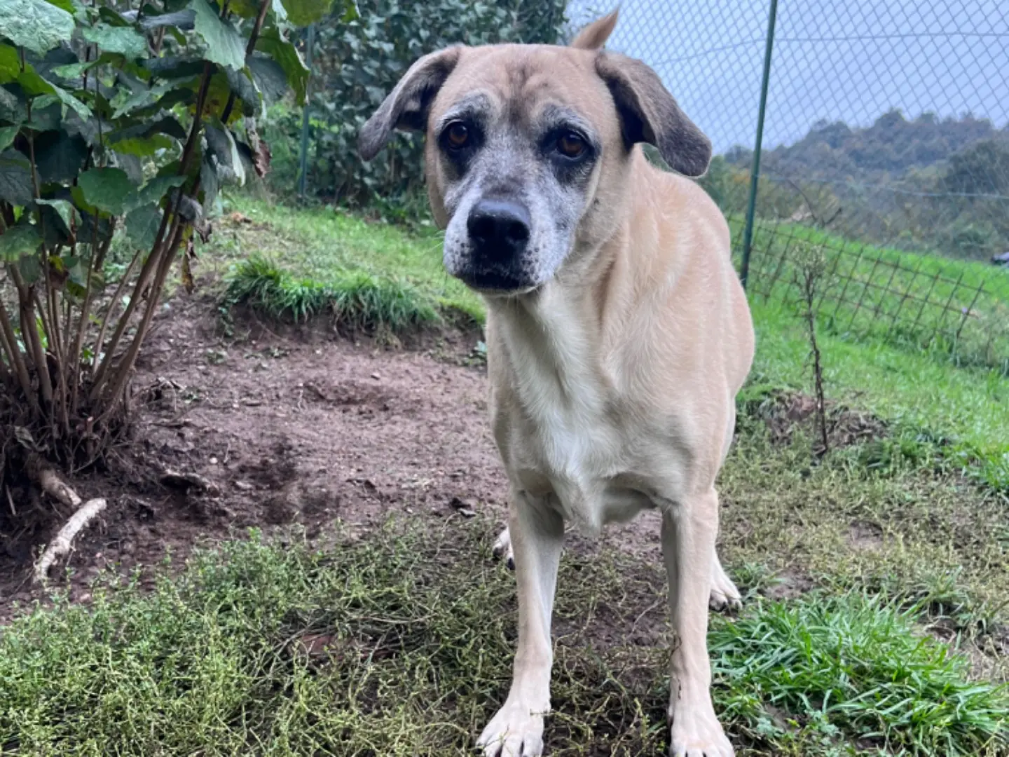Adozione cane, femmina, meticcio, 11 anni e 9 mesi, taglia media, Savona
