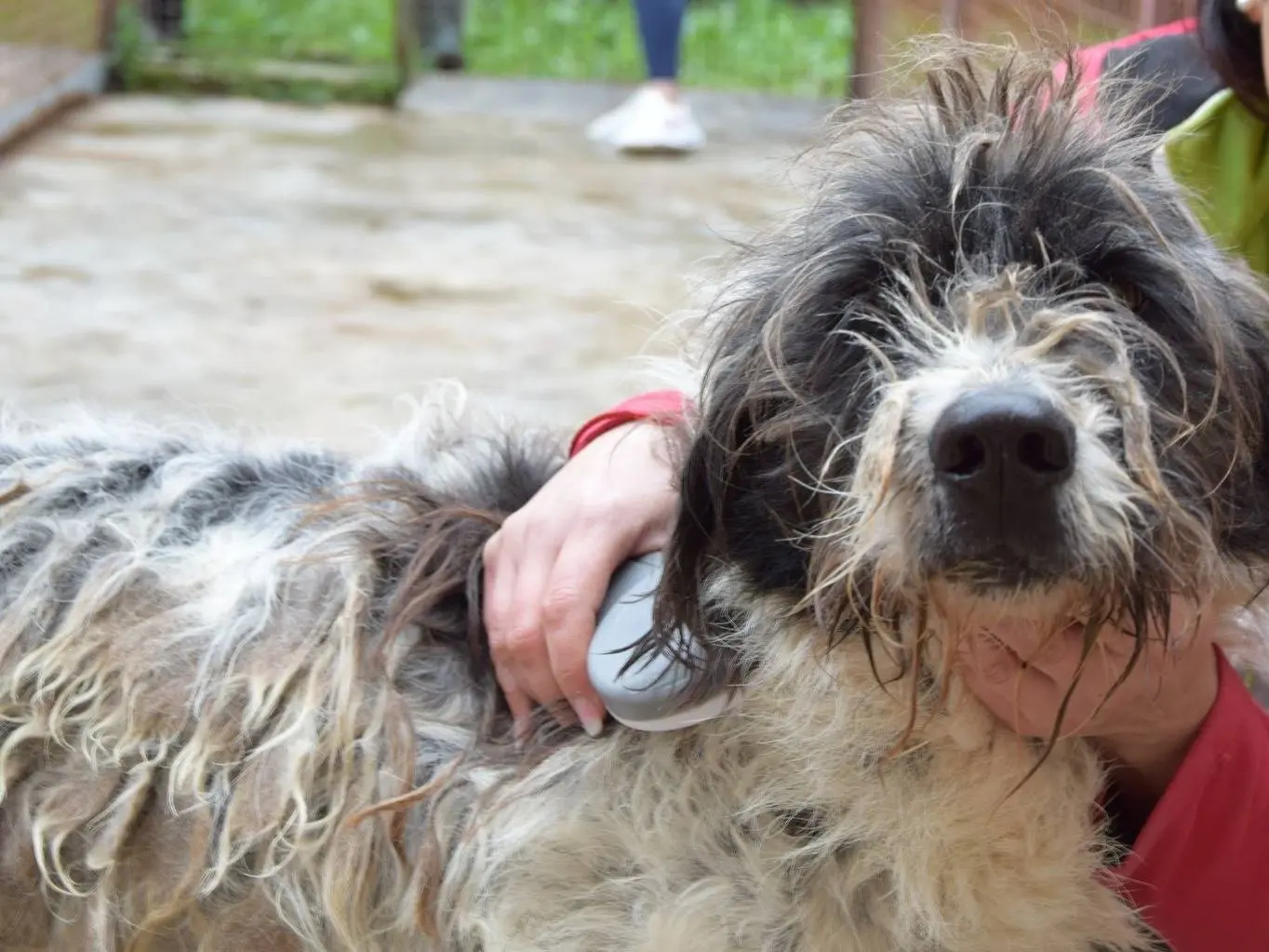 Adozione cane, maschio, Razza sconosciuta Razza sconosciuta, 10 anni e 6 mesi, taglia media, Chieti