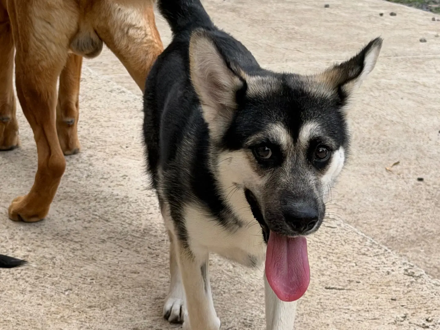 Vuoi adottare un cane a Enna?