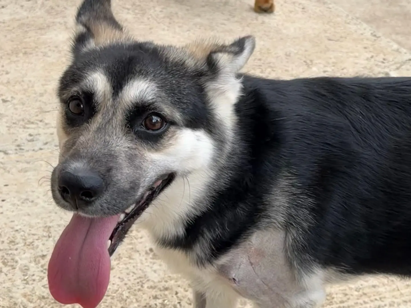 Adotta un cane, femmina, 7 mesi, Enna