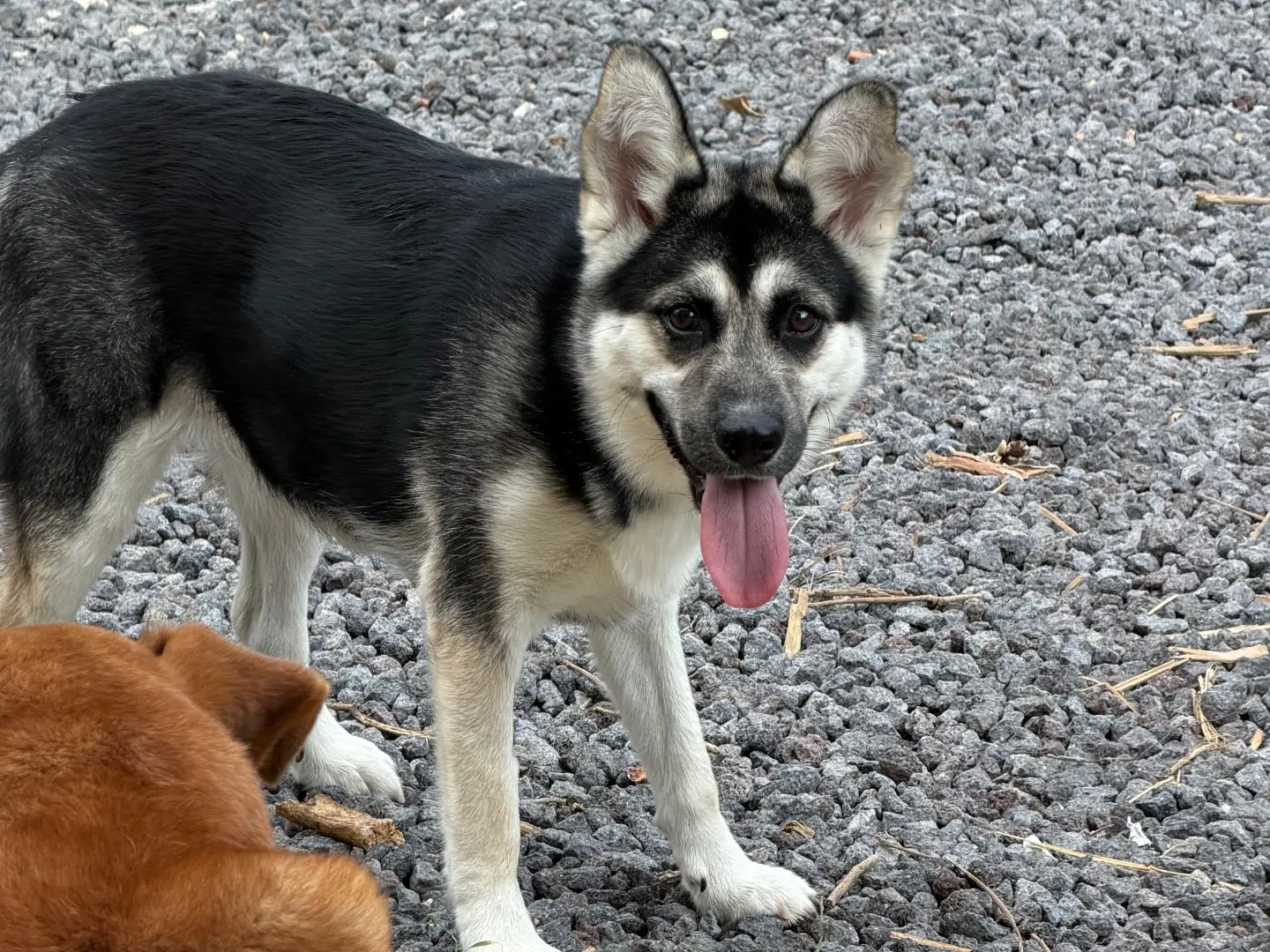 Adozione cane, femmina, Siberian Husky Razza sconosciuta, 7 mesi, taglia media, Enna