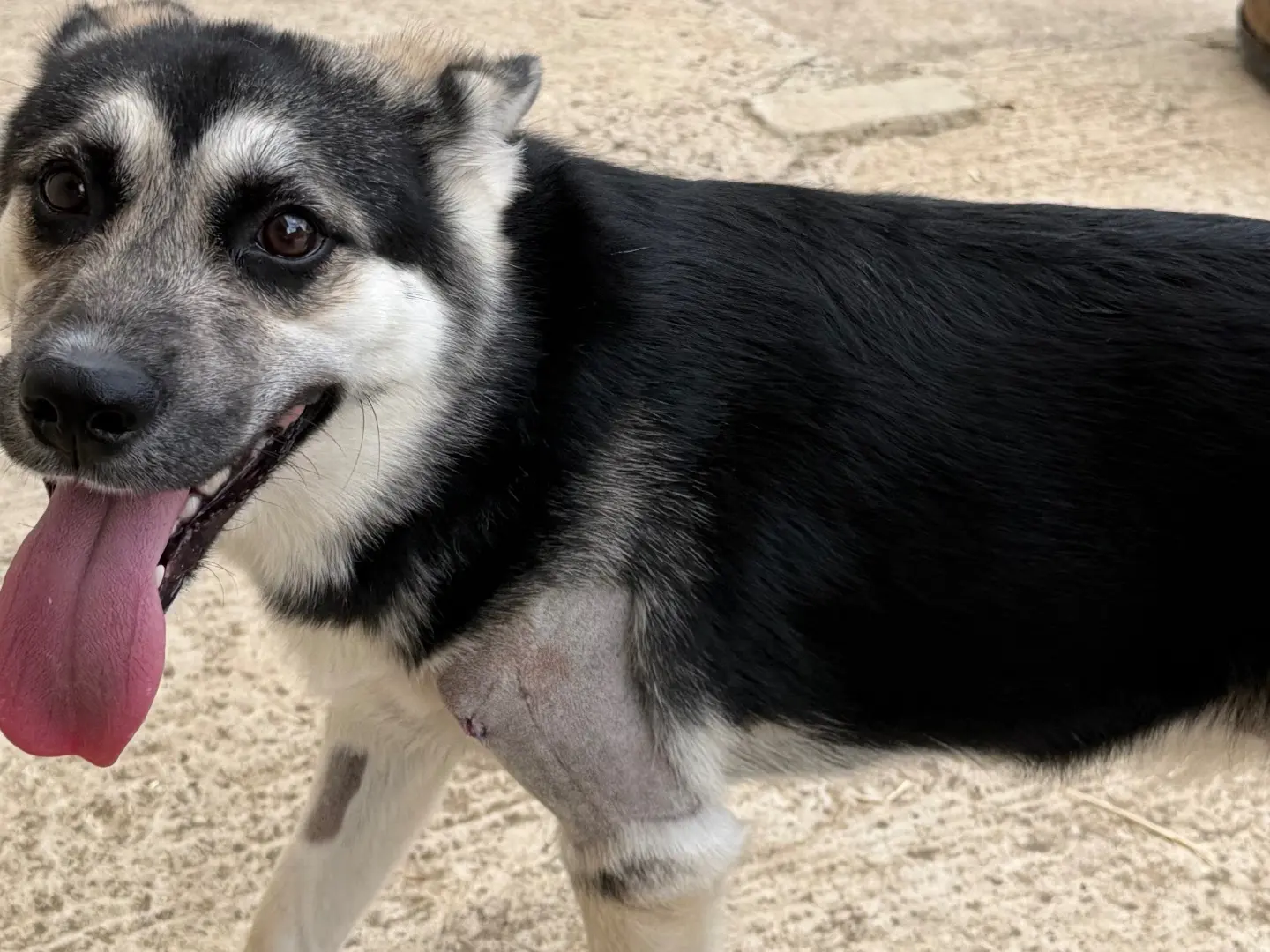 Adotta un cane, taglia media, femmina, Enna