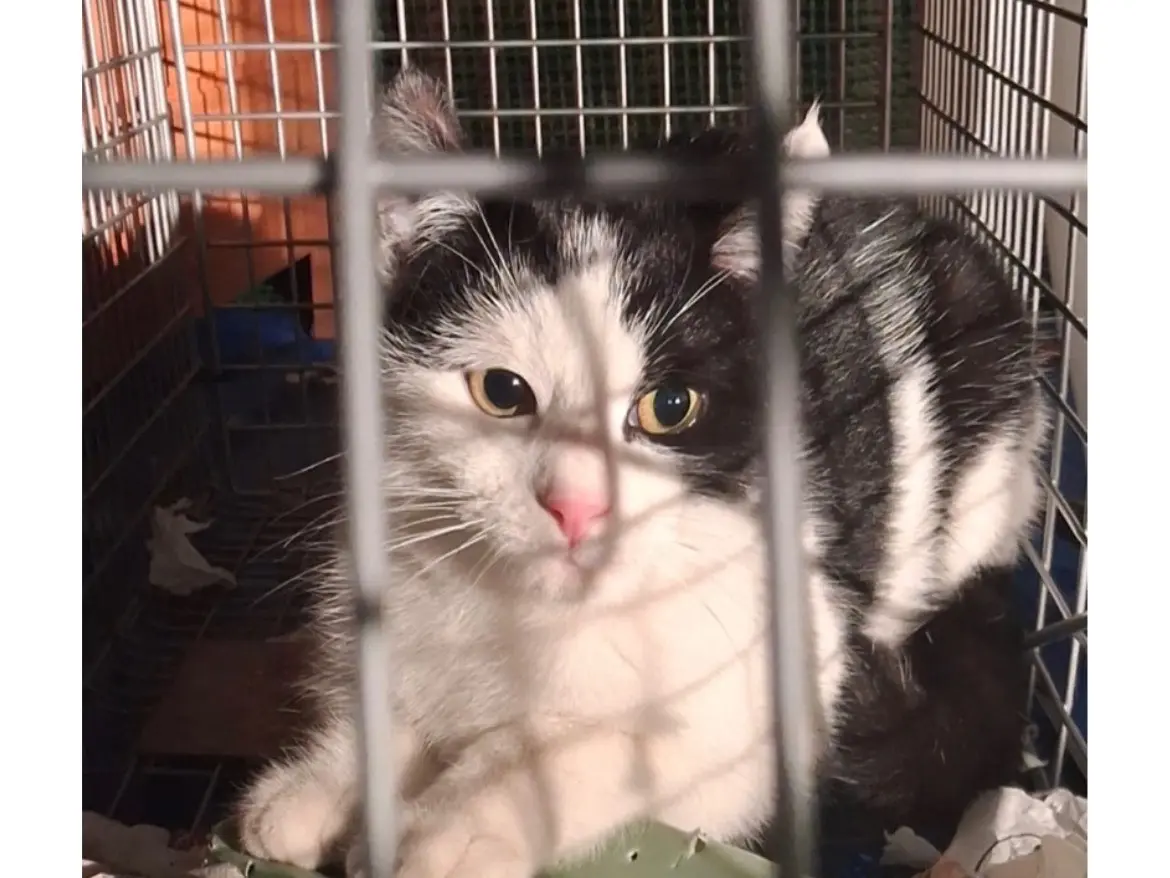 Adozione gatto, maschio, Razza sconosciuta Razza sconosciuta, 2 anni e 8 mesi, taglia non valida, Torino