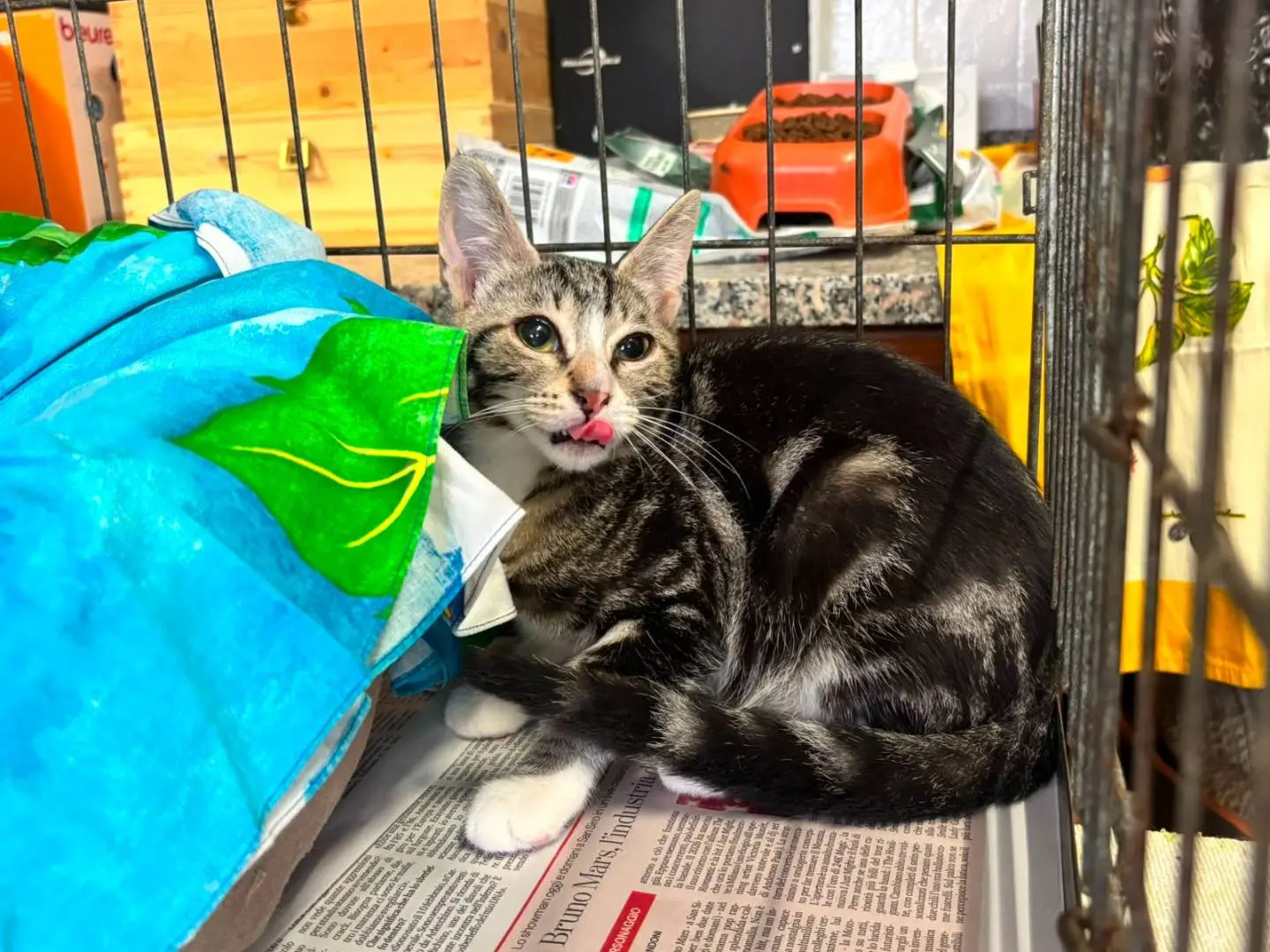 Adozione gatto, maschio, Razza sconosciuta Razza sconosciuta, 5 mesi, taglia non valida, Asti