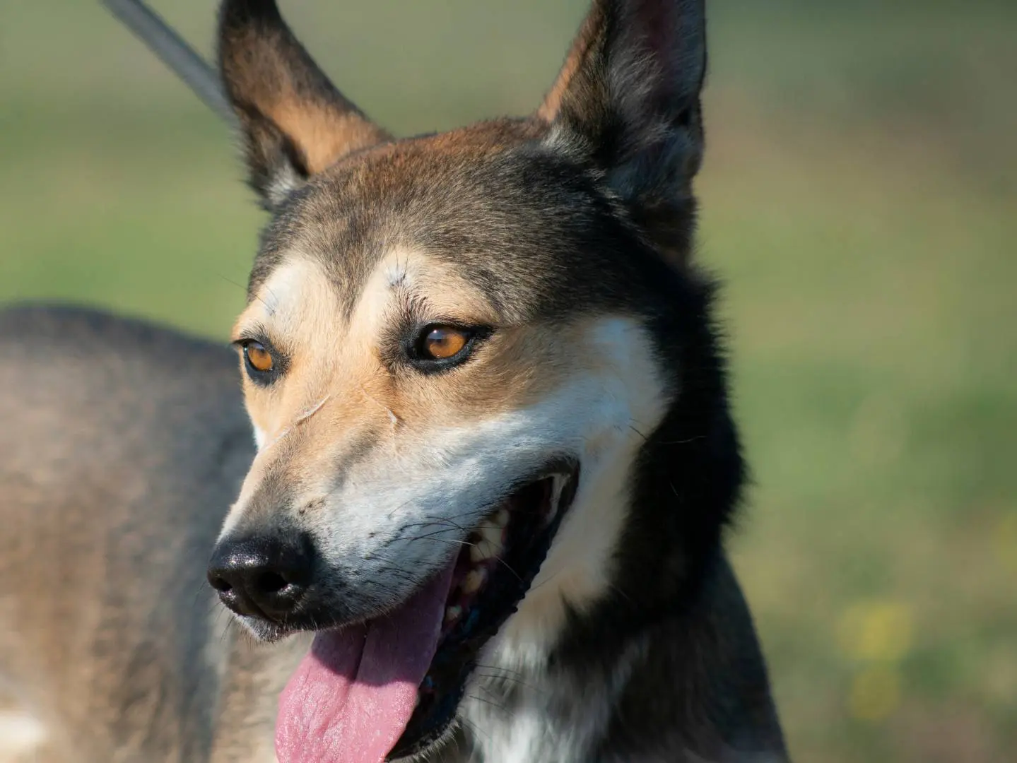 Adotta un cane, maschio, 7 anni e 2 mesi, Roma