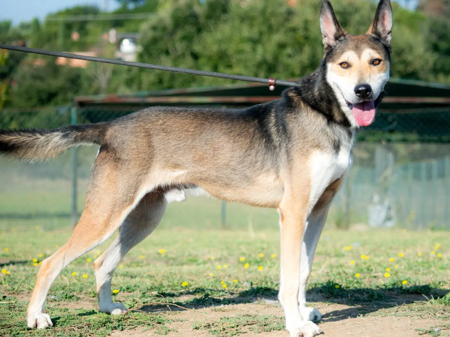 Adozione cane, maschio, Razza sconosciuta Razza sconosciuta, 7 anni e 2 mesi, taglia media, Roma