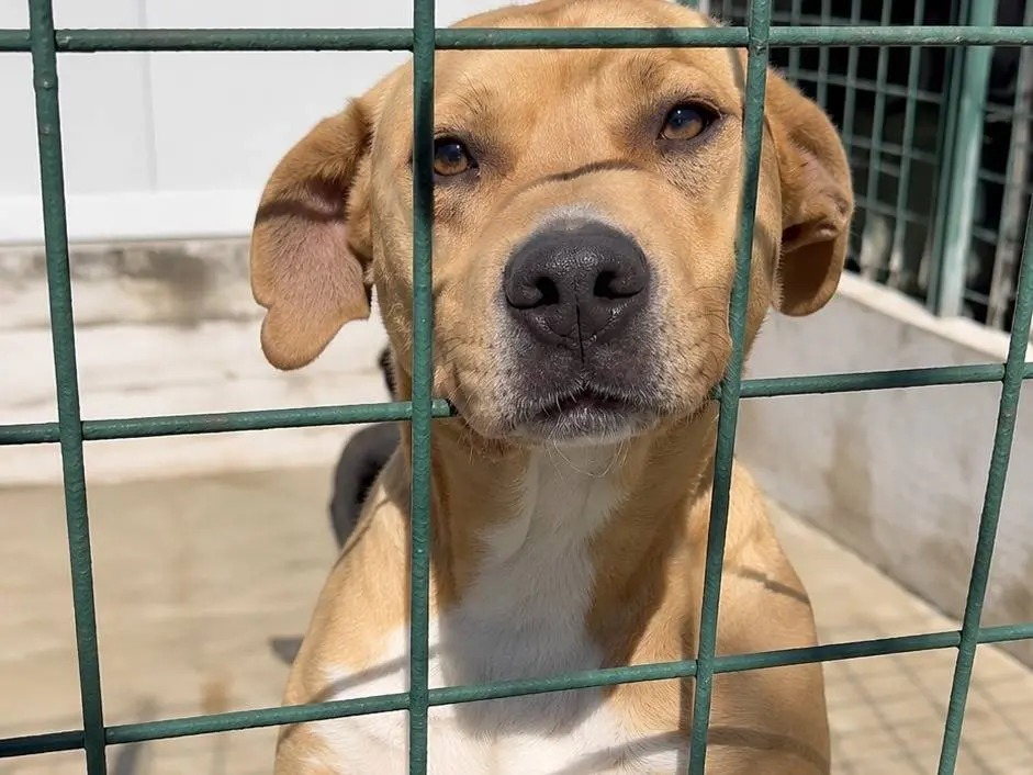Adotta un cane, taglia media, femmina, Avellino