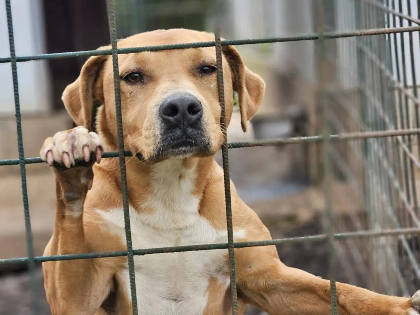 Vuoi adottare un cane a Avellino?