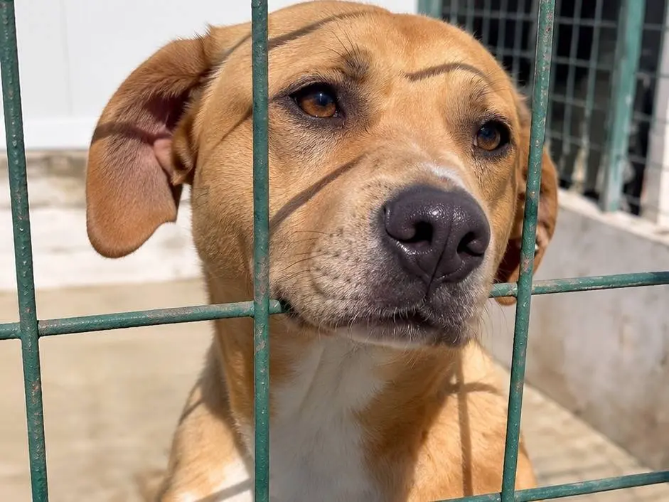 Adotta un cane, femmina, 2 anni, Avellino