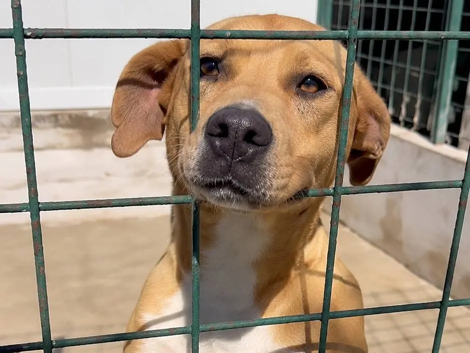 Adozione cane, femmina, Razza sconosciuta Razza sconosciuta, 2 anni, taglia media, Avellino