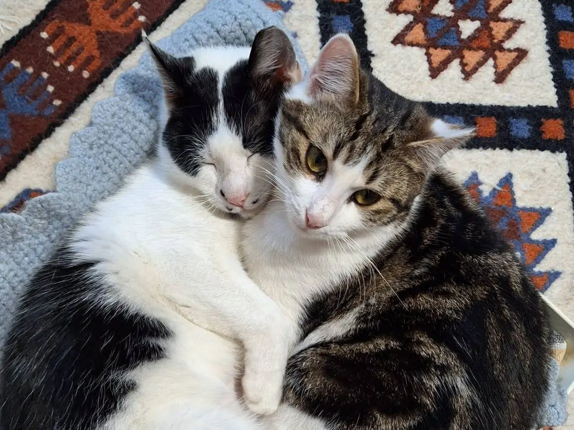 Vuoi adottare un gatto a Bologna?