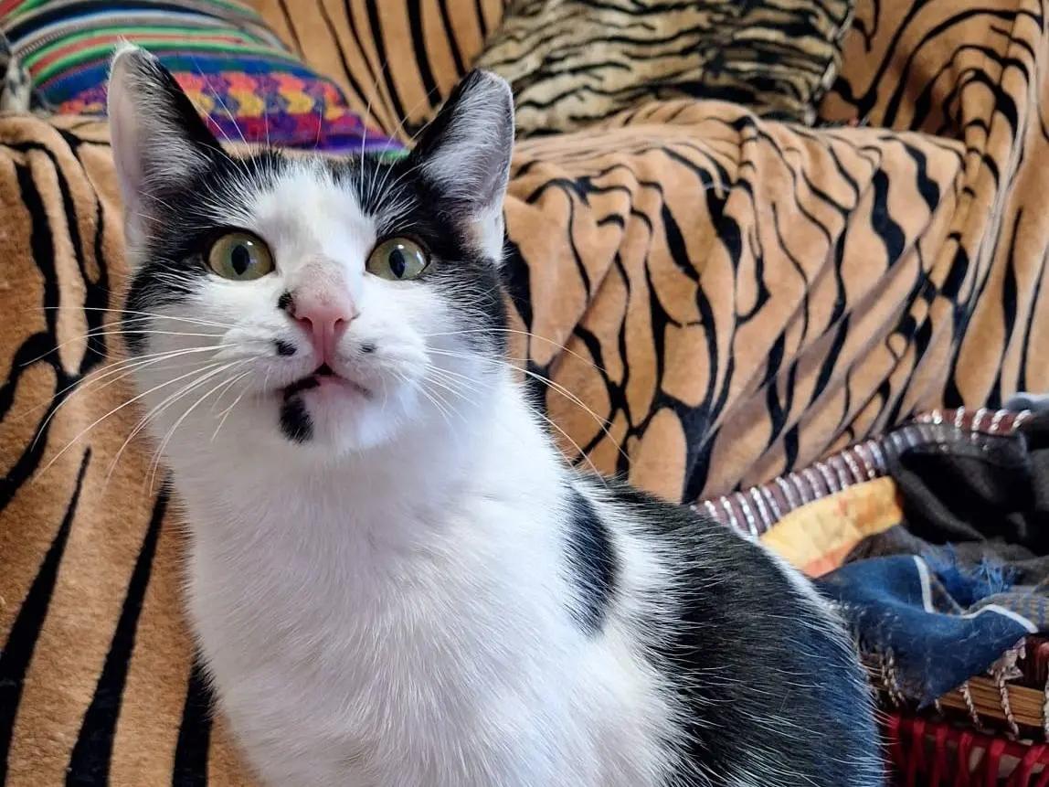Adotta il gatto Milka a Bologna