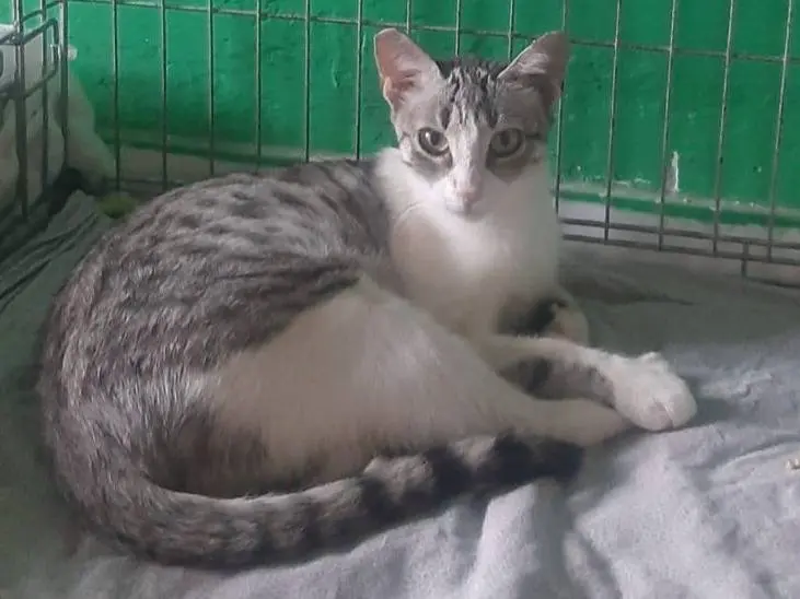 Adotta un gatto, taglia non valida, femmina, Monza