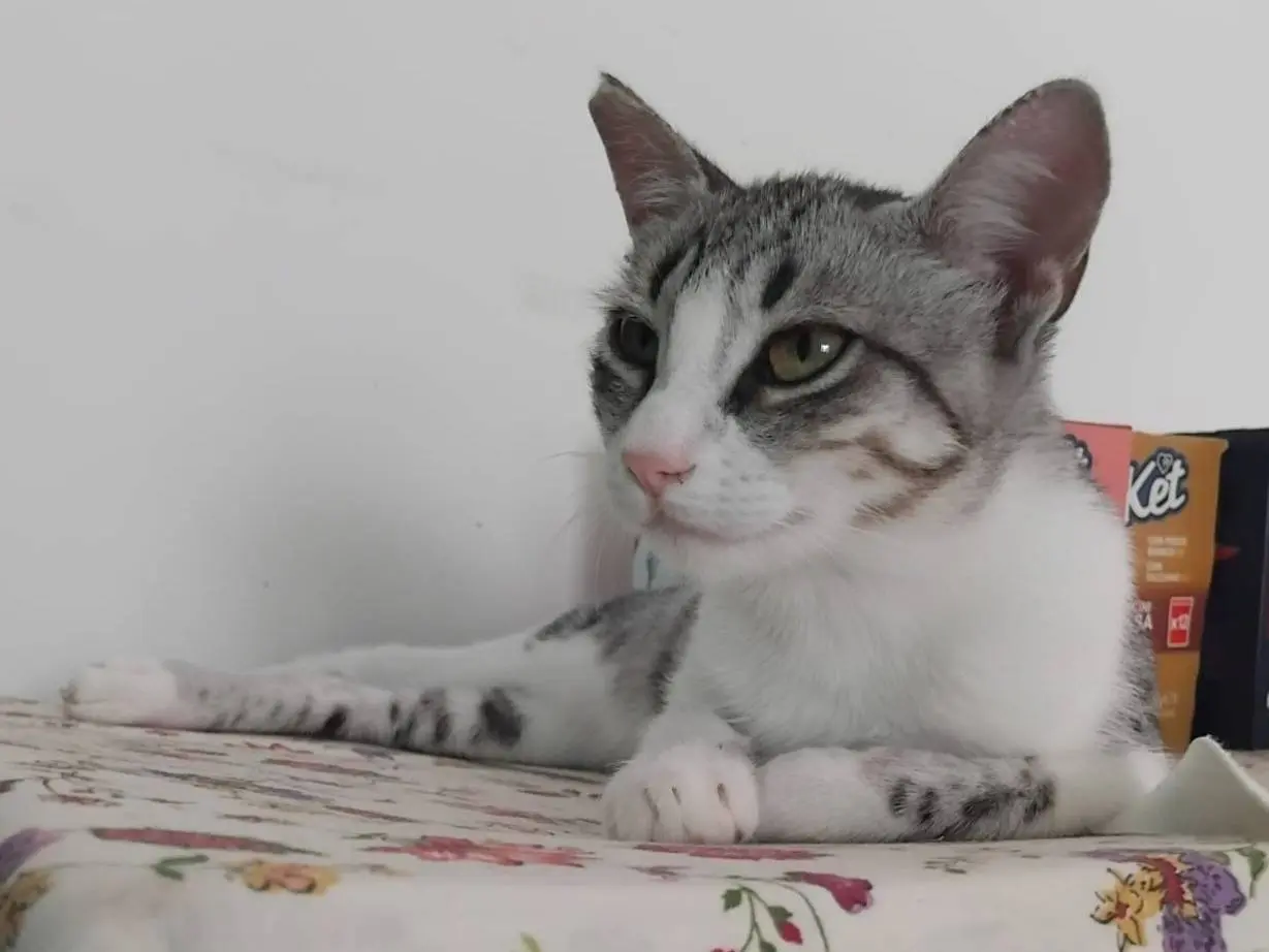 Adozione gatto, femmina, Razza sconosciuta Razza sconosciuta, 1 anno, taglia non valida, Monza