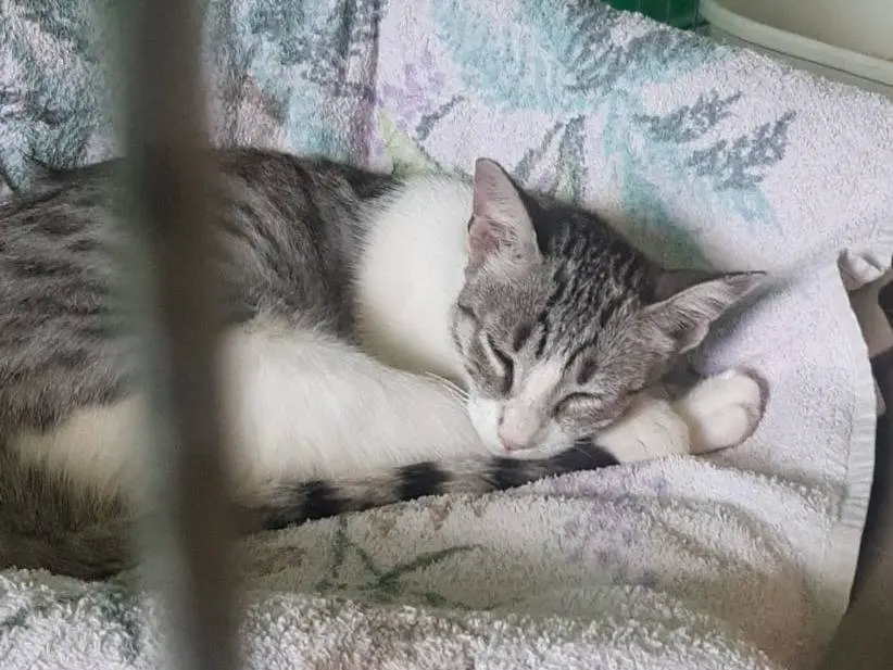 Vuoi adottare un gatto a Monza?