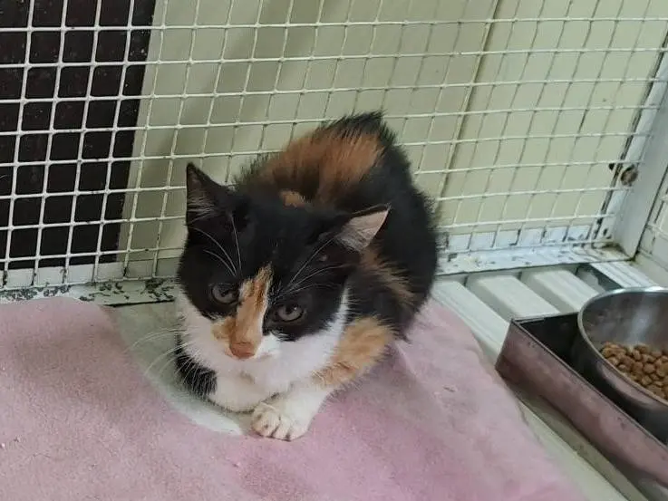 Adozione gatto, femmina, Razza sconosciuta Razza sconosciuta, 3 mesi, taglia non valida, Ravenna