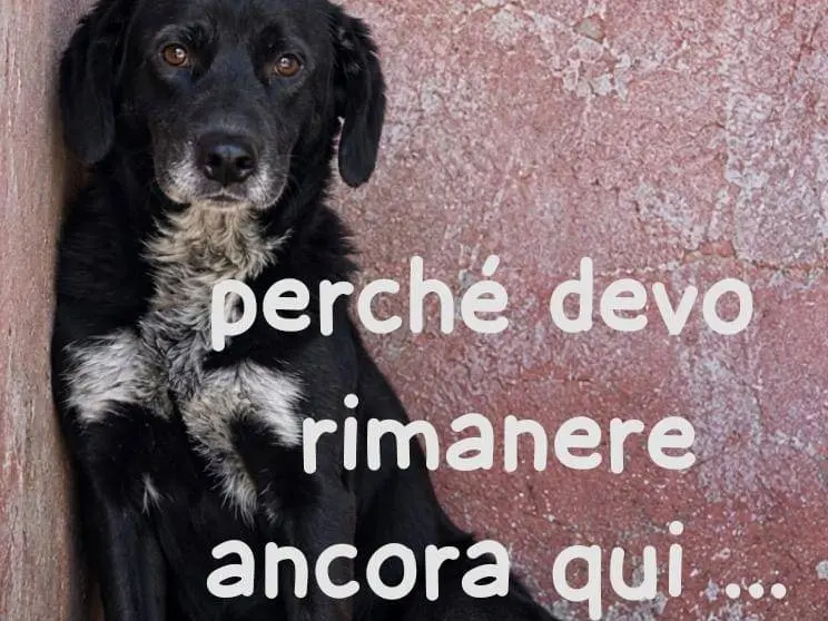 Foto 1 dell'animale