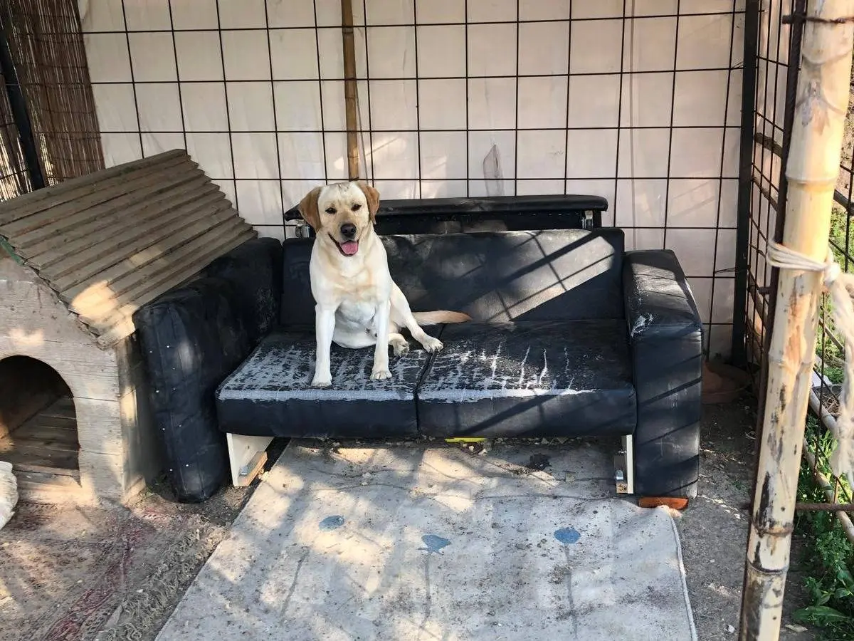 Adotta il cane Lucky a Bologna